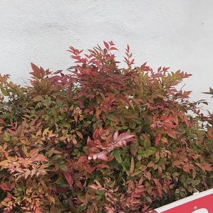 Meet your Posher, Priscila